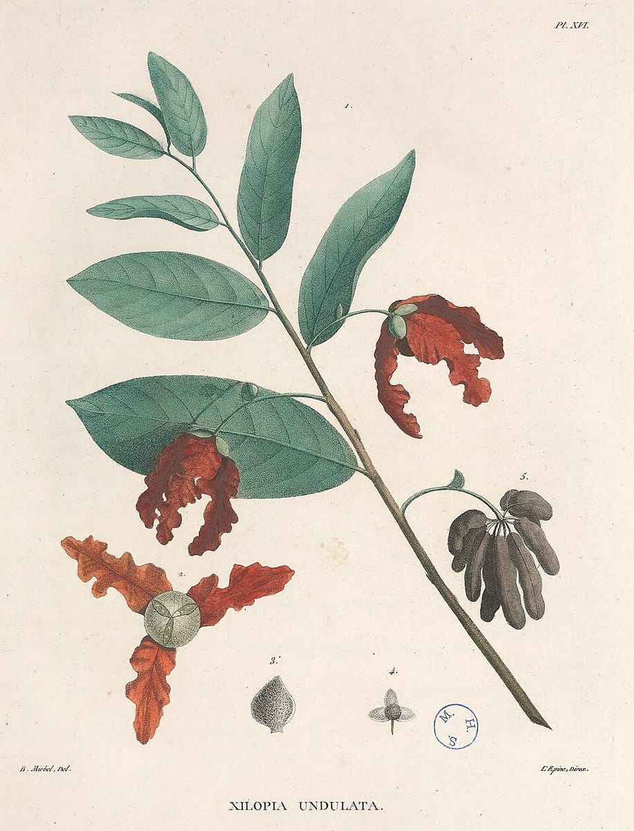 Monodora undulata (Yellow-flower-nutmeg) — photo