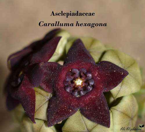 Monolluma hexagona