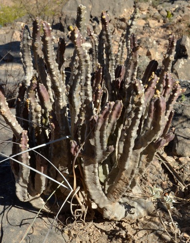 Monolluma quadrangula