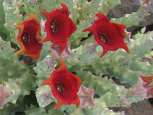 Monolluma socotrana