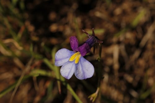 Monopsis decipiens (Butterfly lobelia) — photo