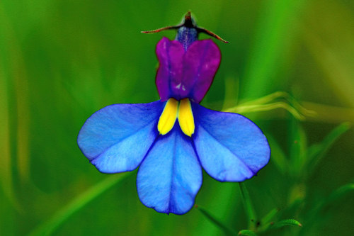 Monopsis decipiens