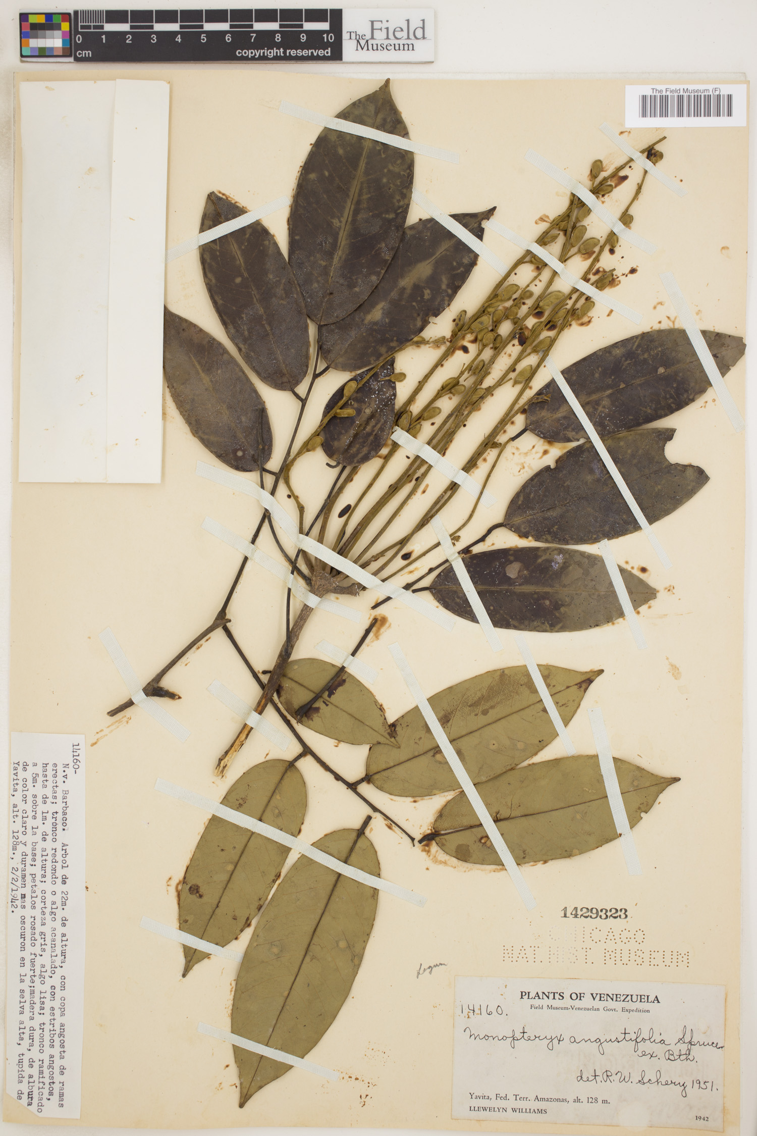 Monopteryx angustifolia (Narrowleaf monopteryx) — photo
