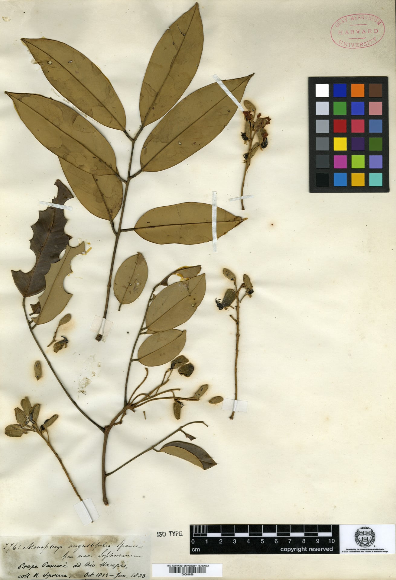 Monopteryx angustifolia (Narrowleaf monopteryx) — photo