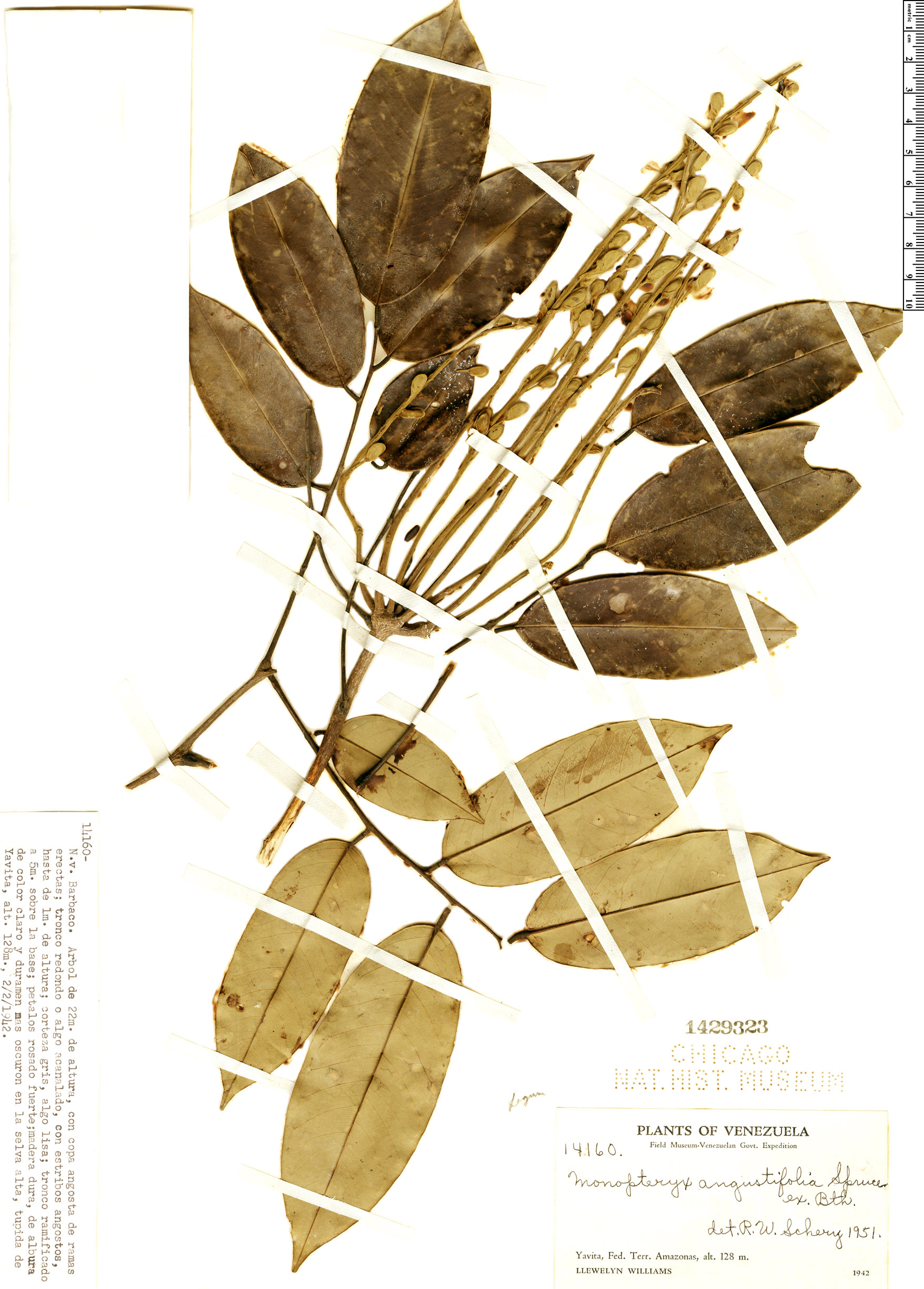 Monopteryx angustifolia
