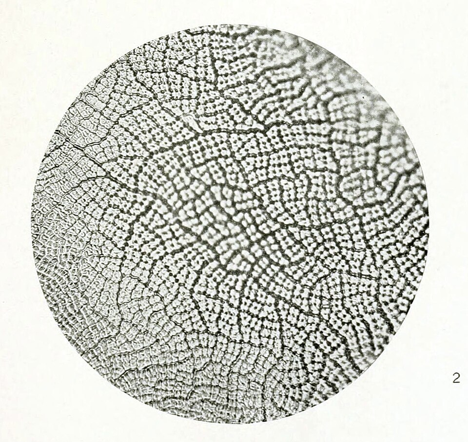 Monostroma undulatum