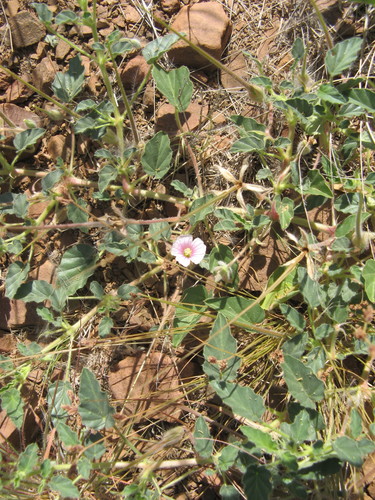 Monsonia senegalensis (Annual dysentery-flower) — photo
