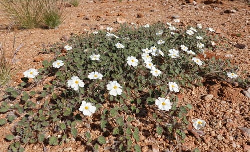 Monsonia umbellata (Bush tea) — photo