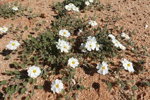 Monsonia umbellata (Bush tea) — photo