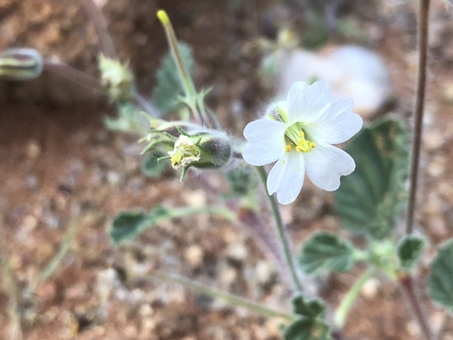 Monsonia umbellata