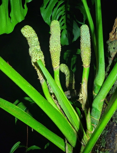 Monstera adansonii — photo