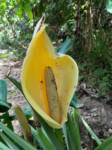Monstera adansonii — photo