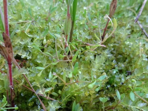 Montia fontana subsp. amporitana — photo