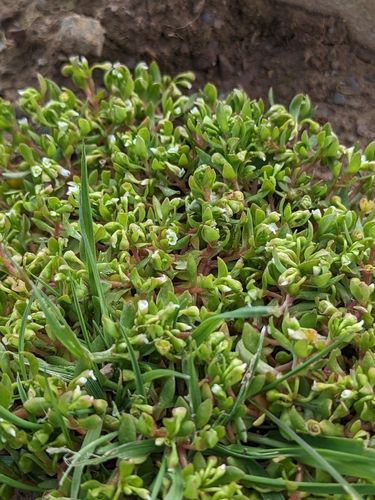 Montia fontana subsp. amporitana