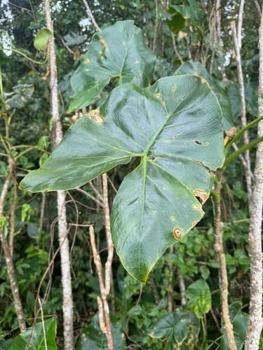 Montrichardia arborescens (Chinchin banana) — photo