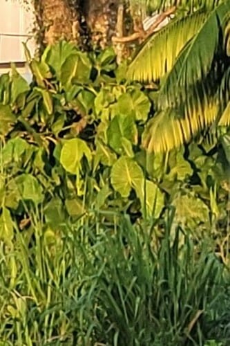 Montrichardia linifera — photo