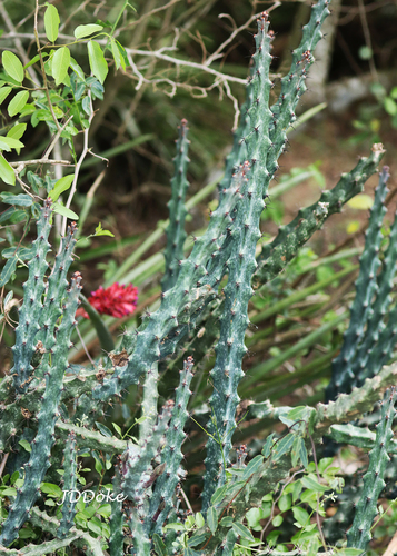 Monvillea spegazzinii