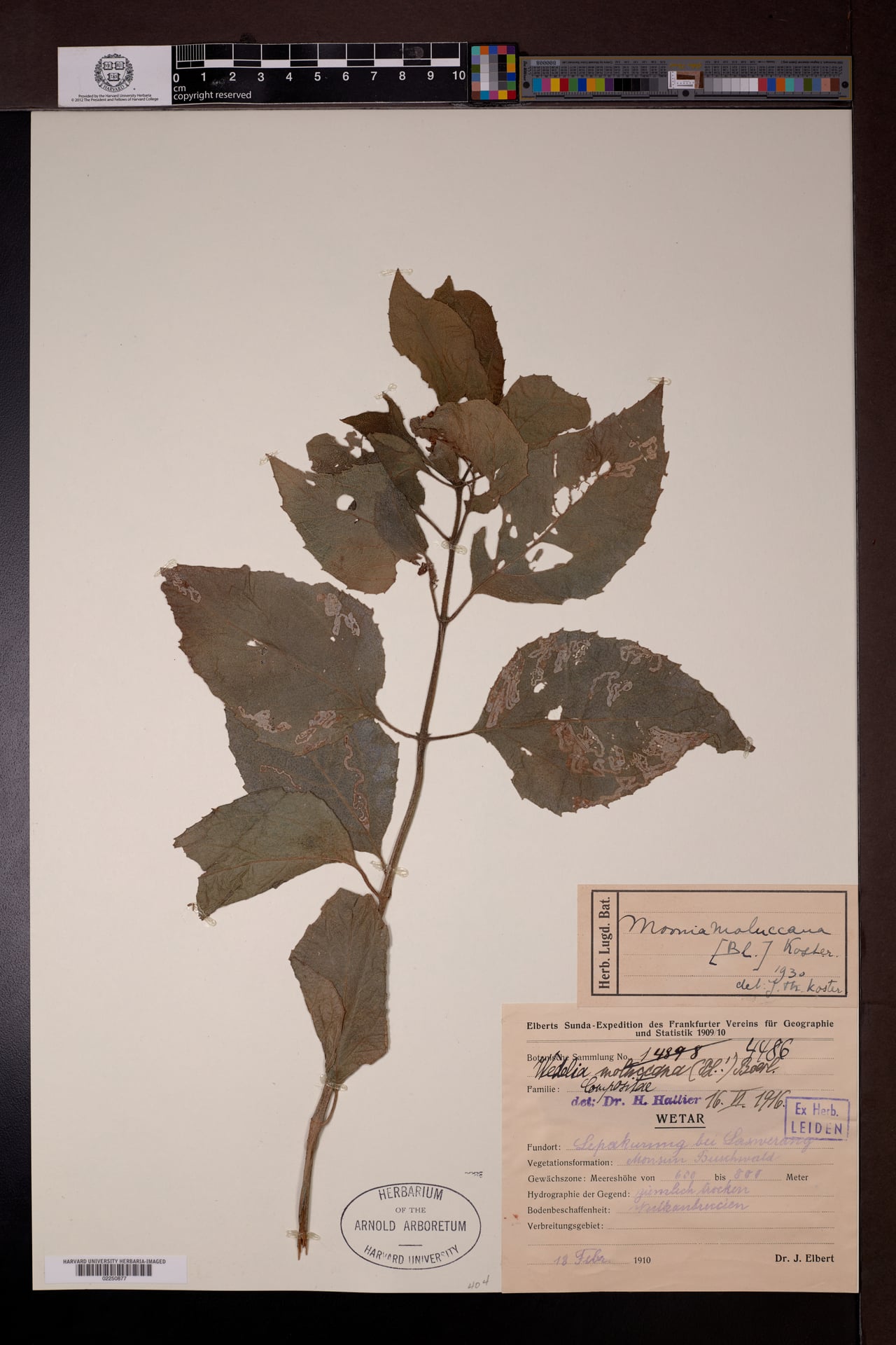 Moonia moluccana