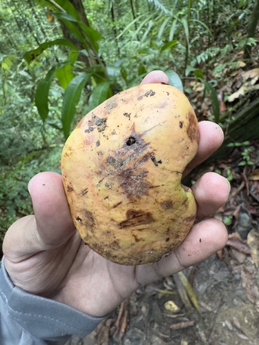 Mora excelsa (Guiana mora) — photo