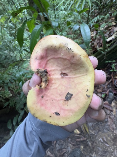 Mora excelsa