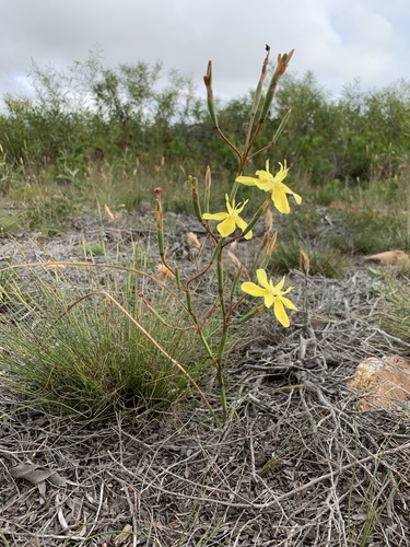 Moraea bituminosa — photo