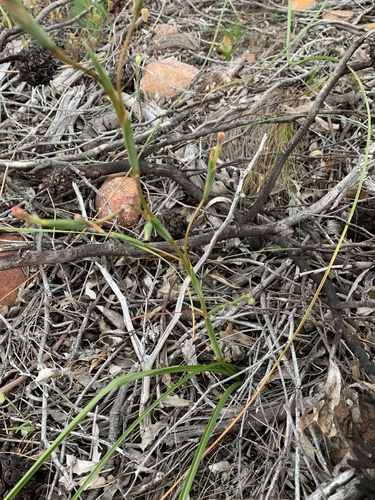 Moraea bituminosa — photo