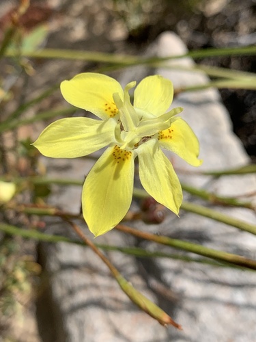 Moraea bituminosa