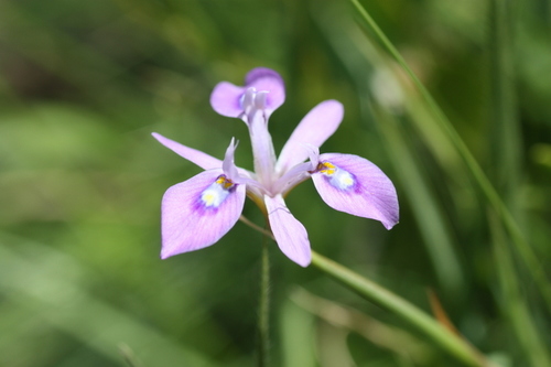 Moraea elliotii — photo