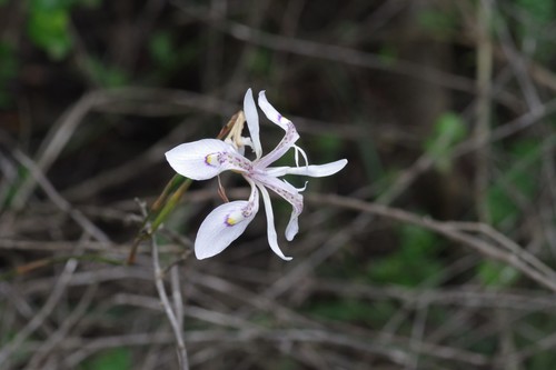 Moraea elliotii — photo