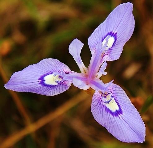 Moraea elliotii