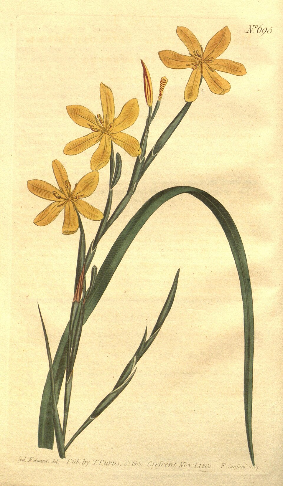 Moraea longifolia
