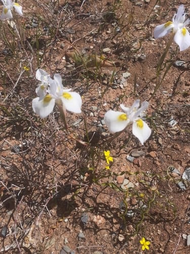 Moraea serpentina — photo
