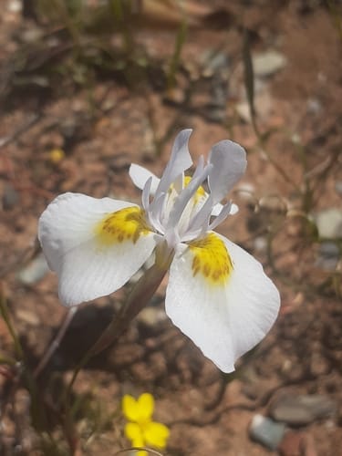 Moraea serpentina — photo