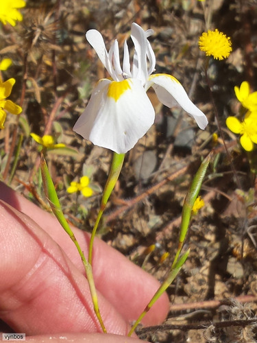 Moraea serpentina
