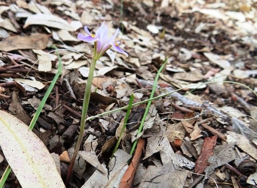 Moraea setifolia (Blue tulip) — photo