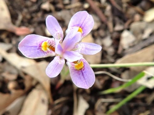 Moraea setifolia (Blue tulip) — photo