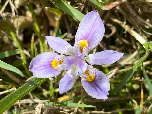 Moraea setifolia