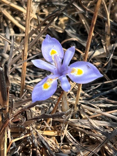 Moraea simulans — photo