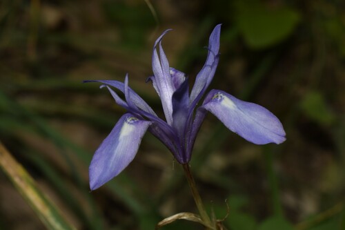 Moraea sisyrinchium (Spanish nut) — photo