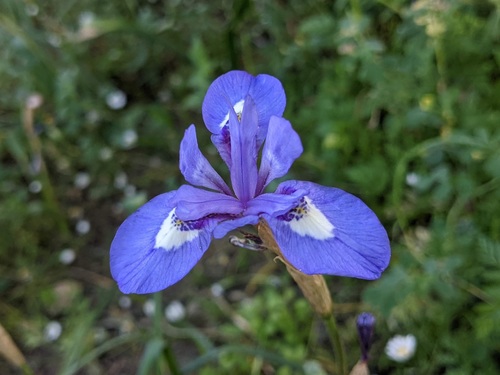 Moraea sisyrinchium (Spanish nut) — photo