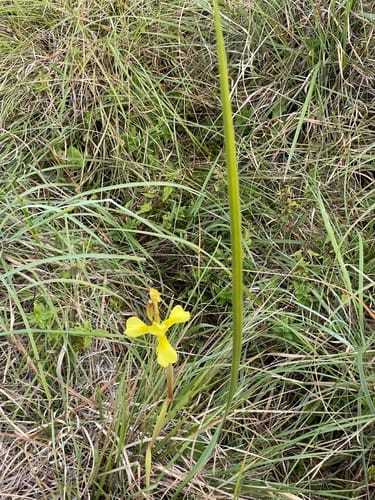Moraea spathulata — photo