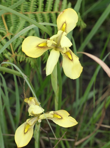 Moraea spathulata