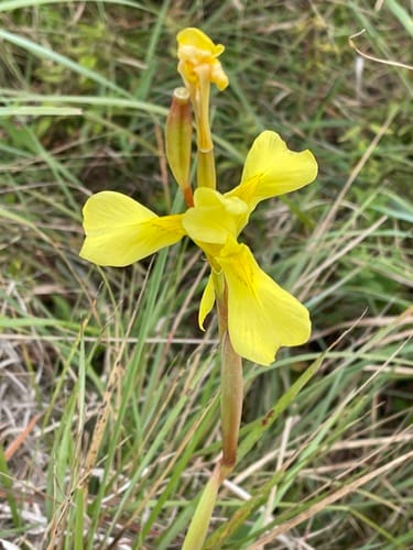 Moraea spathulata — photo