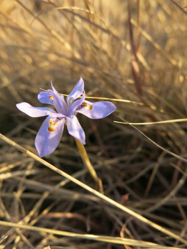 Moraea stricta — photo