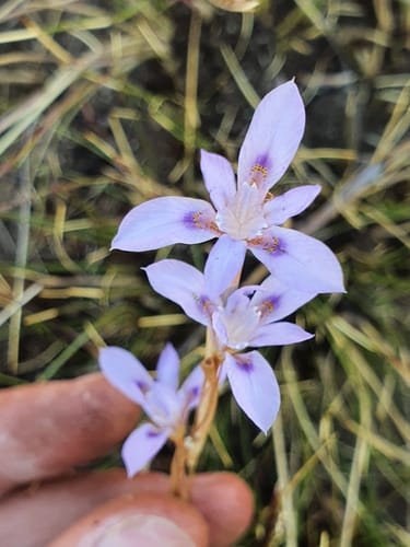 Moraea stricta — photo
