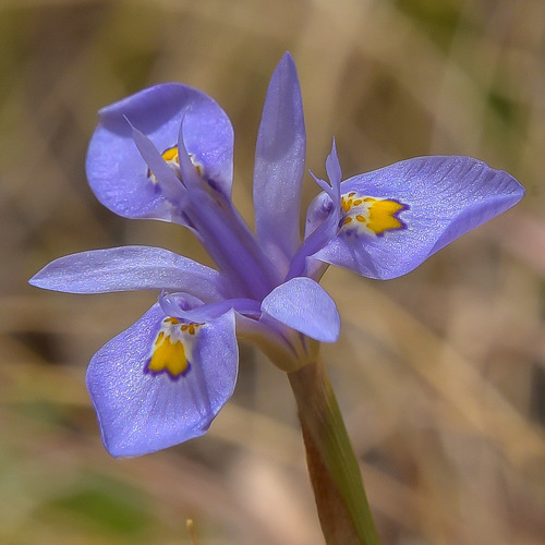 Moraea stricta