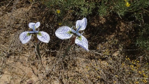 Moraea tricuspidata — photo