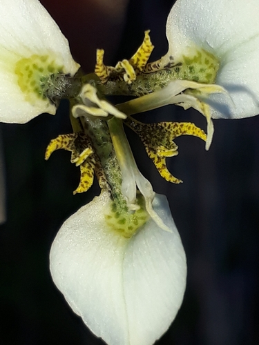 Moraea tricuspidata