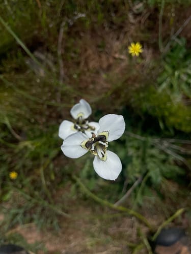 Moraea tricuspidata — photo