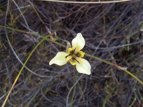 Moraea unguiculata — photo